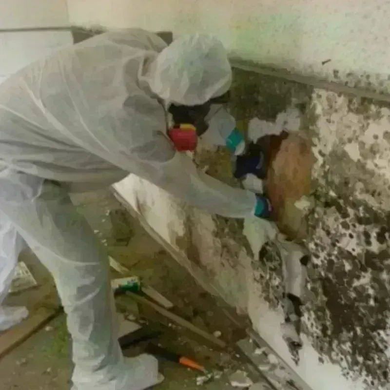 Mold Remediation and Removal in Coral Terrace, FL